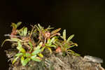 Shortseed waterwort